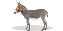 Donkey