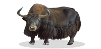 Yak
