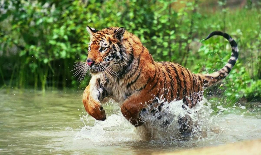 National Animal Of India