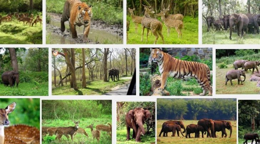 India – Animal Sanctuary – EMOM – Kids Virtual Mother