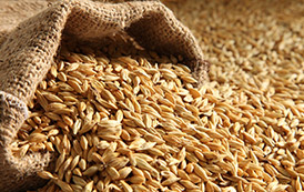 Types of Cereals and Pulses