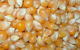 Types of Cereals and Pulses