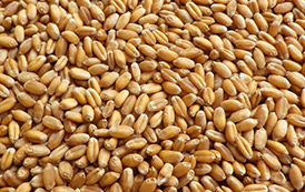 Types of Cereals and Pulses